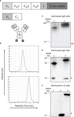 Potent immunomodulatory and antitumor effect of anti-CD20-IL2no-alpha tri-functional immunocytokine for cancer therapy